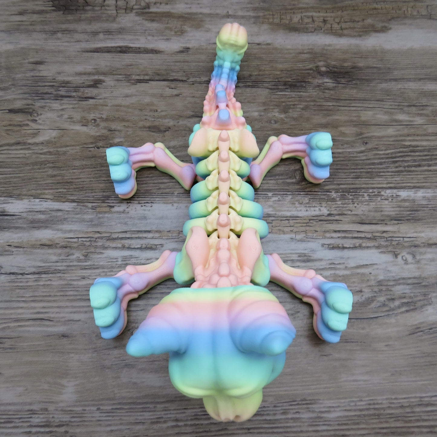 Articulated Rainbow Cat Skeleton